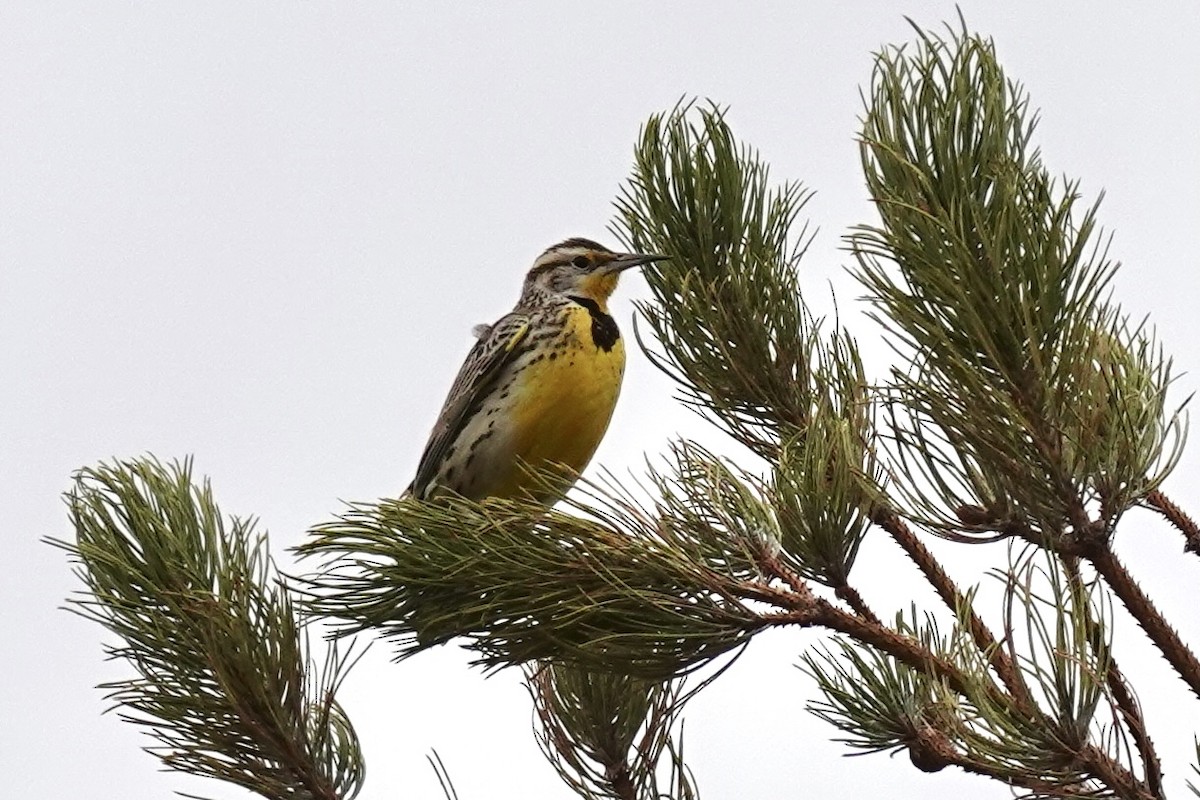 Western Meadowlark - ML306378751