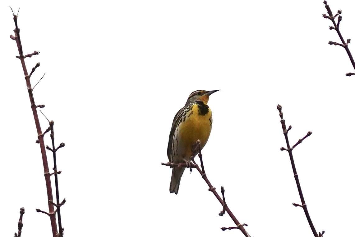Western Meadowlark - ML306378791