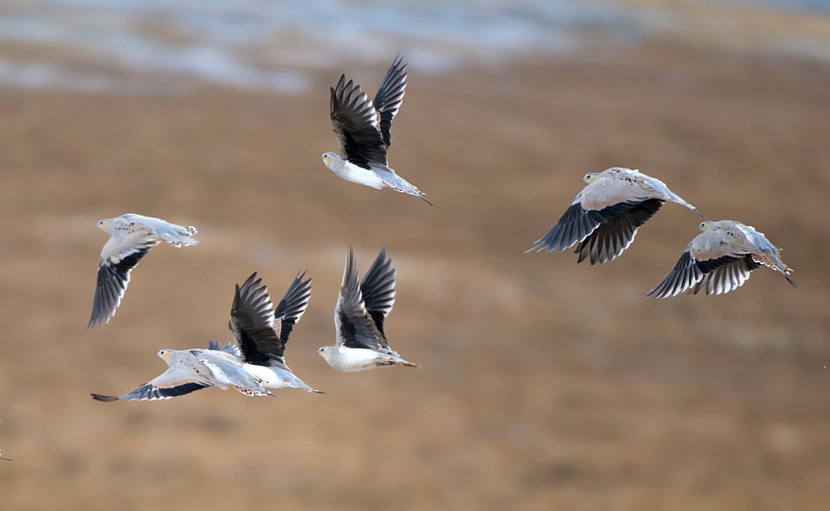 Tibetan Sandgrouse - Daniel López-Velasco | Ornis Birding Expeditions