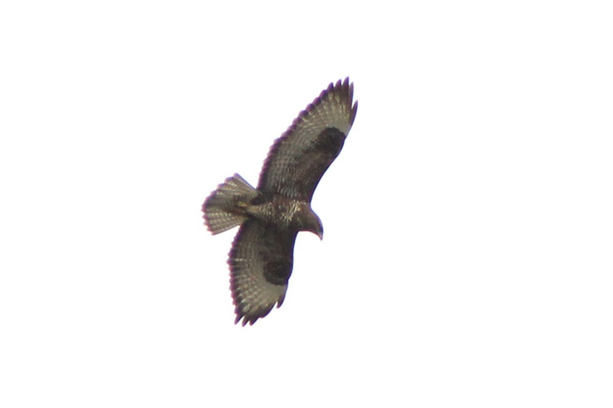 Common Buzzard - ML306381971