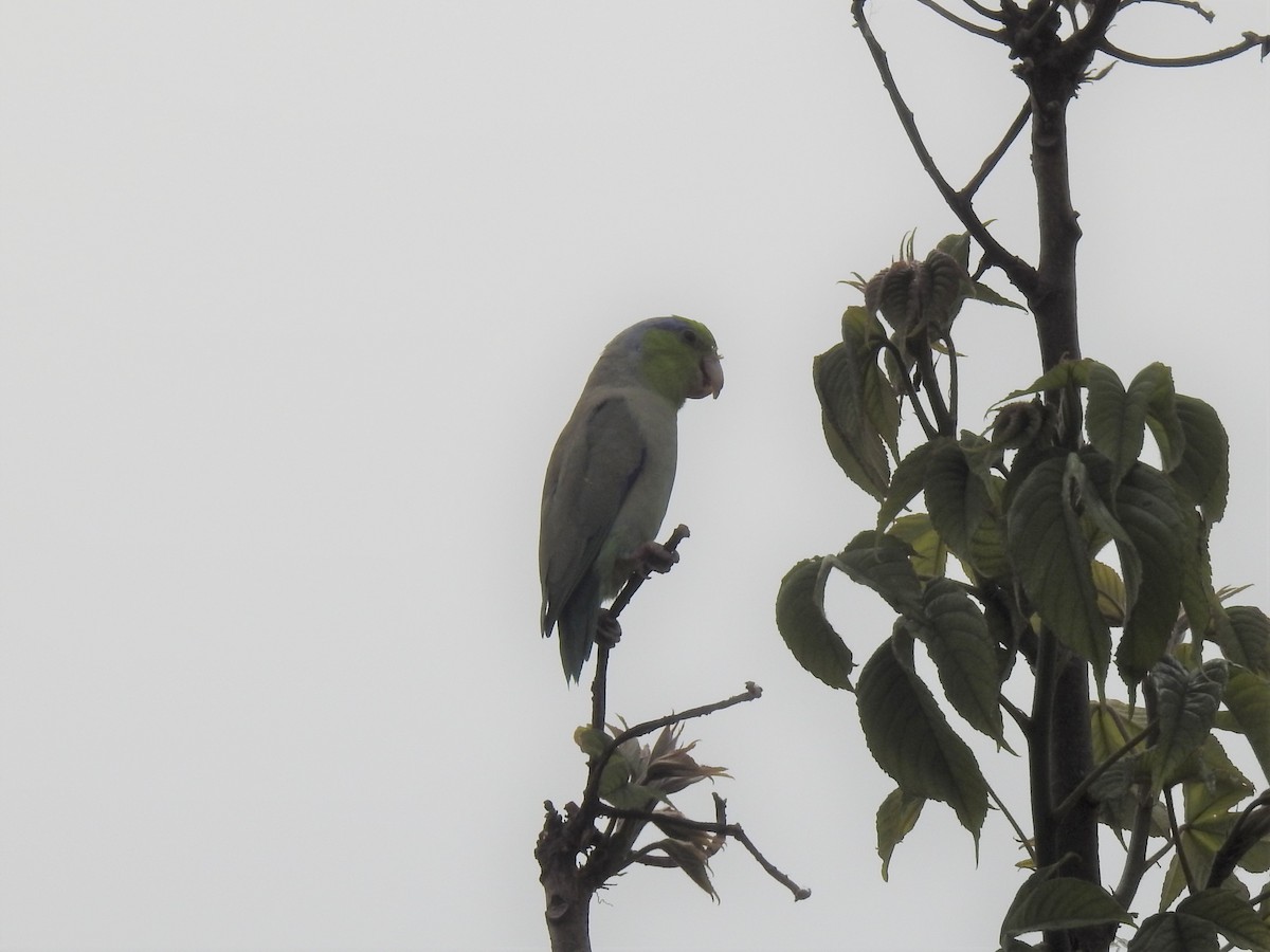 Gray-cheeked Parakeet - ML306383231