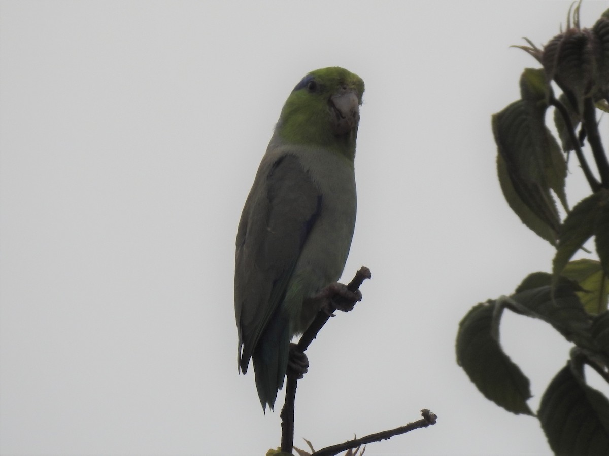 Gray-cheeked Parakeet - ML306383311