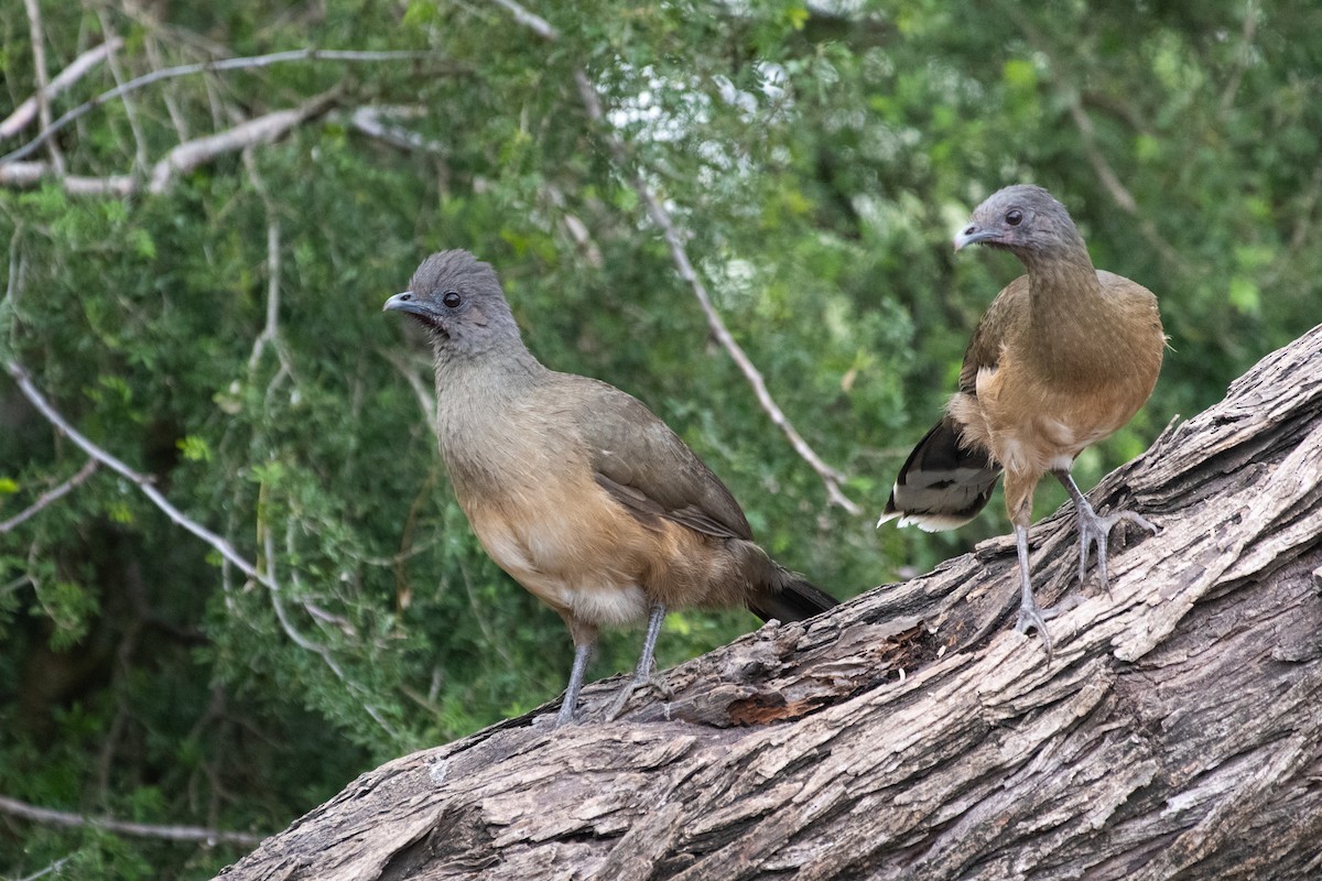 Plain Chachalaca - ML306383621