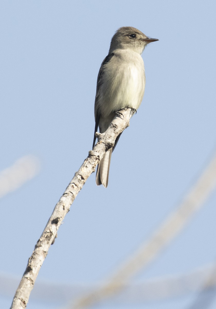 Western Wood-Pewee - ML306386221