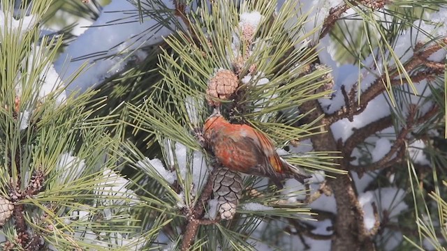 Red Crossbill (Northeastern or type 12) - ML306387481