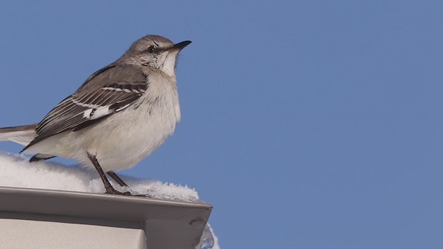 Northern Mockingbird - ML306387721