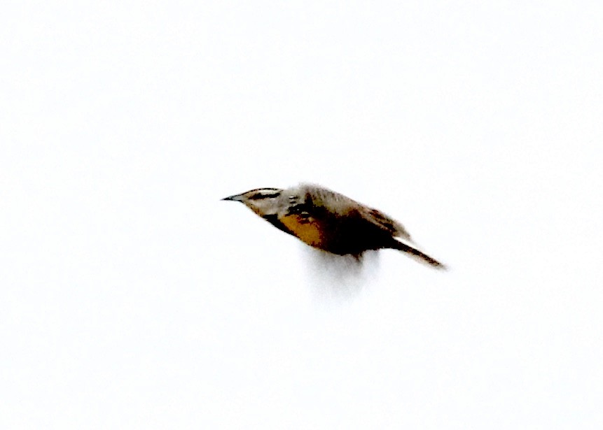 Eastern Meadowlark - ML306388271