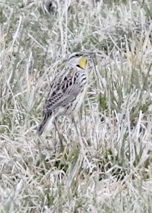Eastern Meadowlark - ML306388381