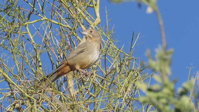 Canyon Towhee - ML306388771