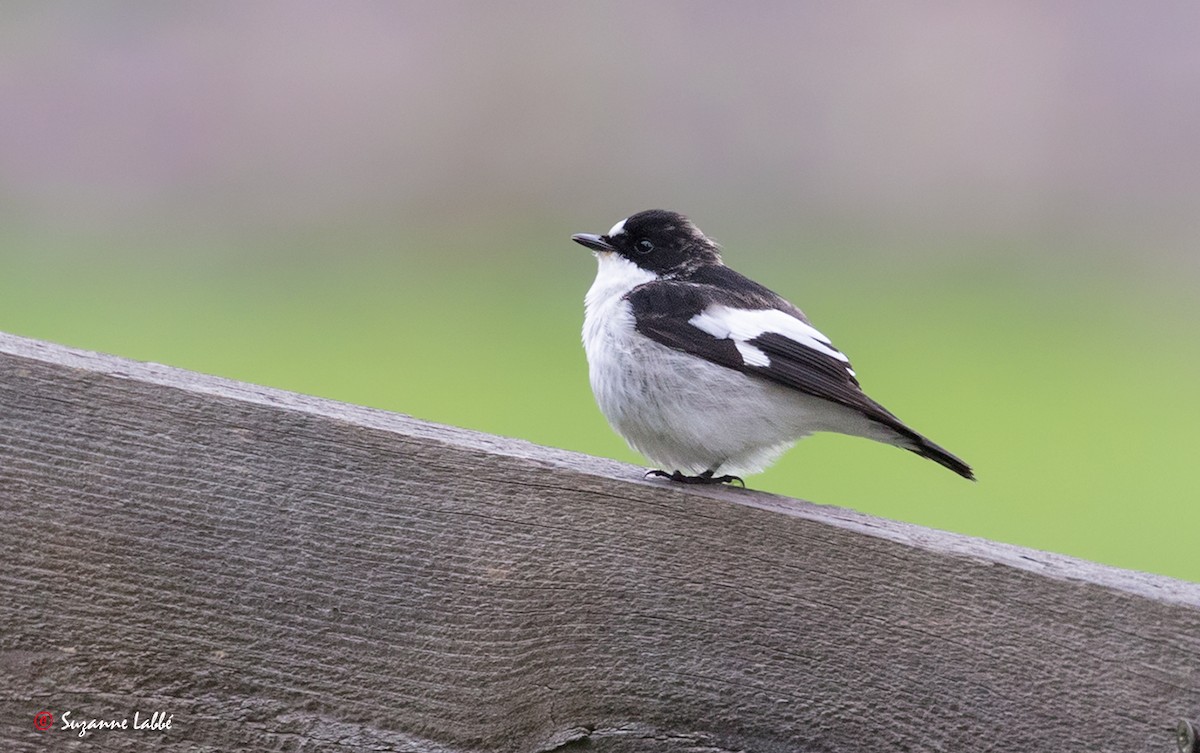 European Pied Flycatcher - ML30638911