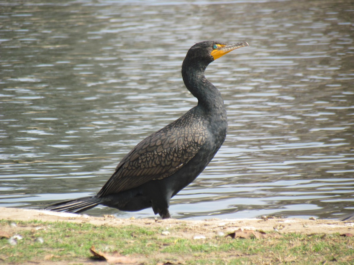 Cormoran à aigrettes - ML306389371