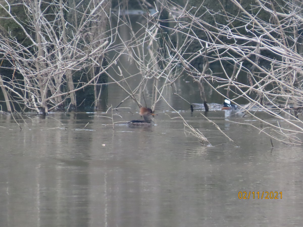 Hooded Merganser - ML306390631