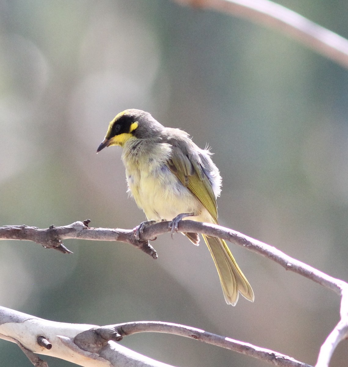 Yellow-tufted Honeyeater - ML306391181