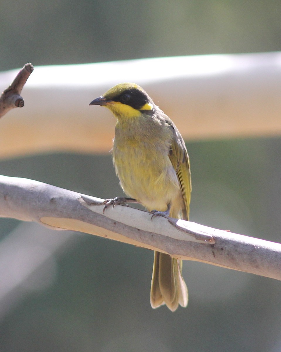 Yellow-tufted Honeyeater - ML306391211