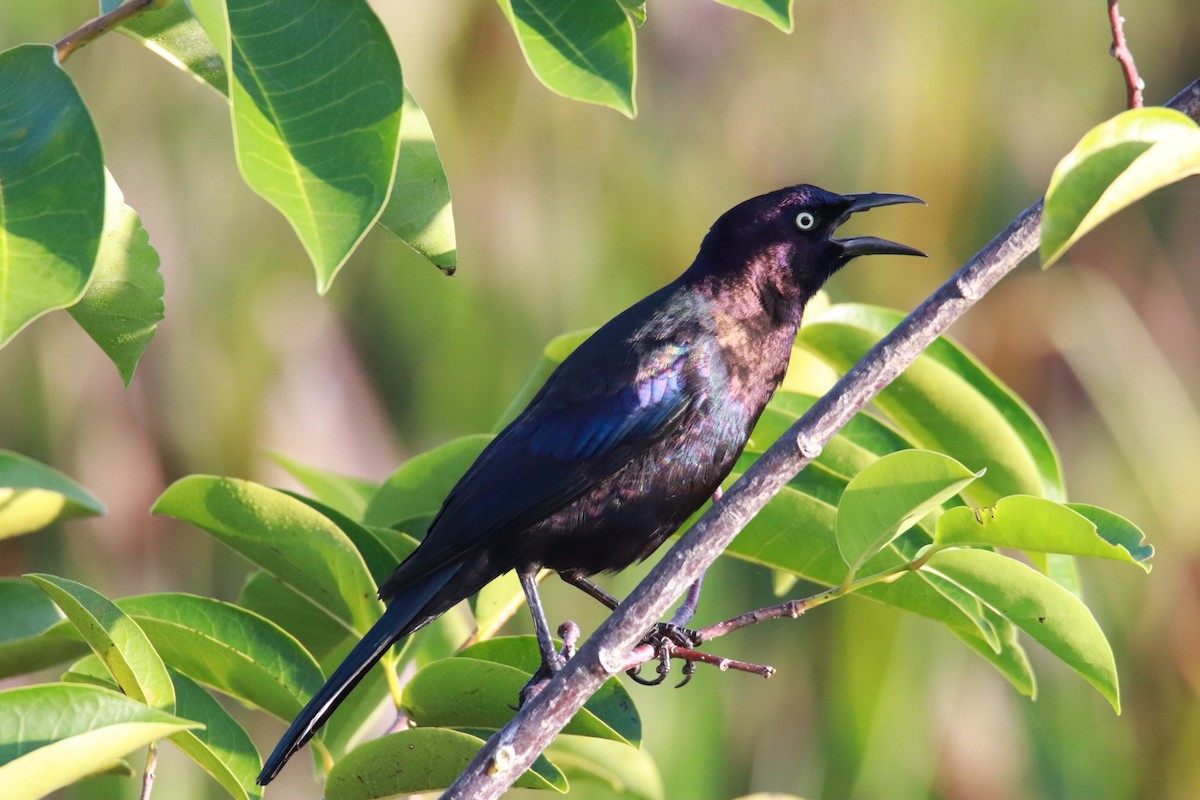 Common Grackle - Carlos Trujillo