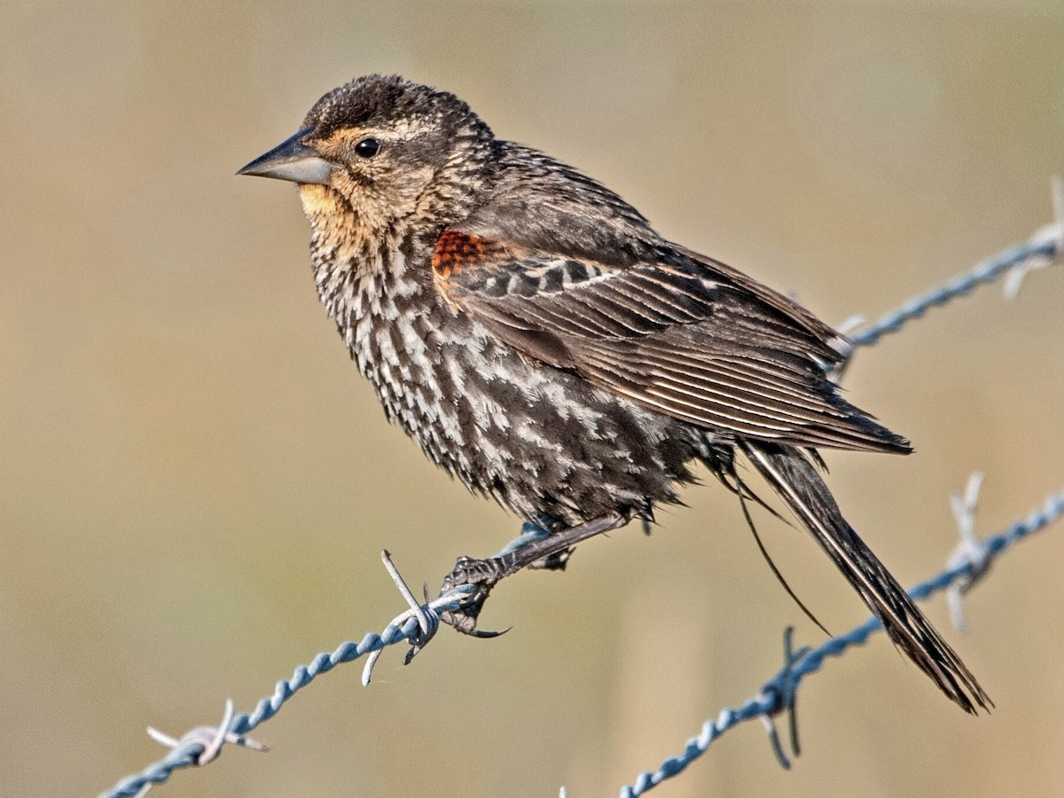 Female (Red-winged)