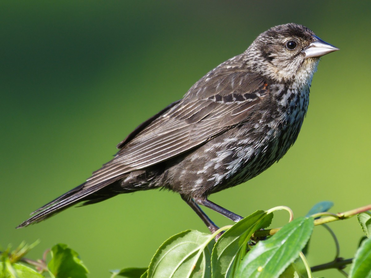 Female (Red-winged)