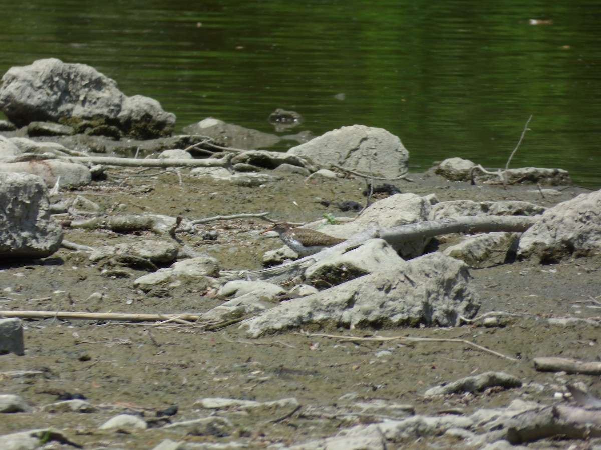 Spotted Sandpiper - ML30639641