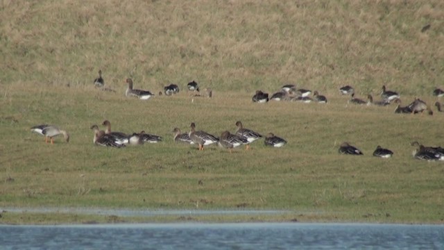 Tundra Bean-Goose - ML306401631