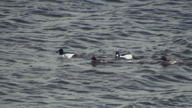 Common Goldeneye - ML306404301