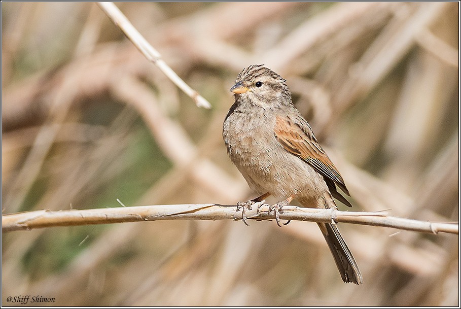 Striolated Bunting - ML306404721