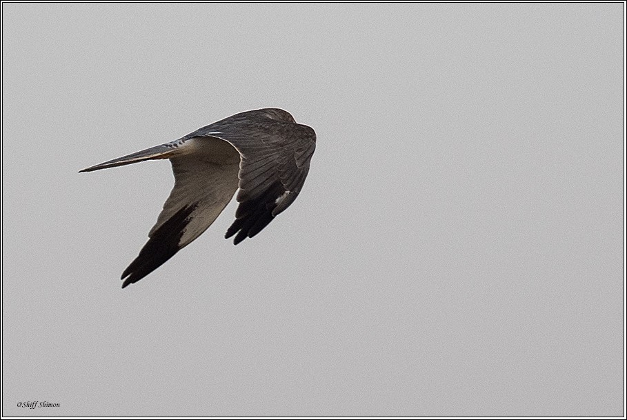 Pallid Harrier - ML306404921