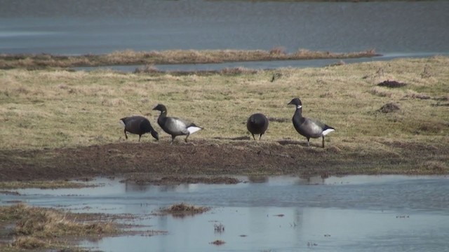 Branta musubeltza - ML306405211