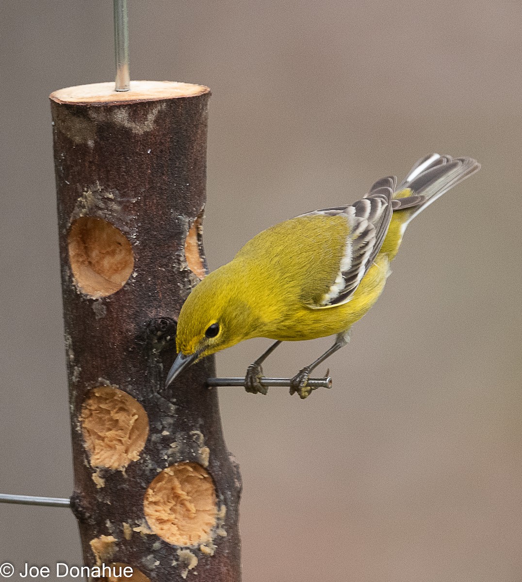 Pine Warbler - Joe Donahue