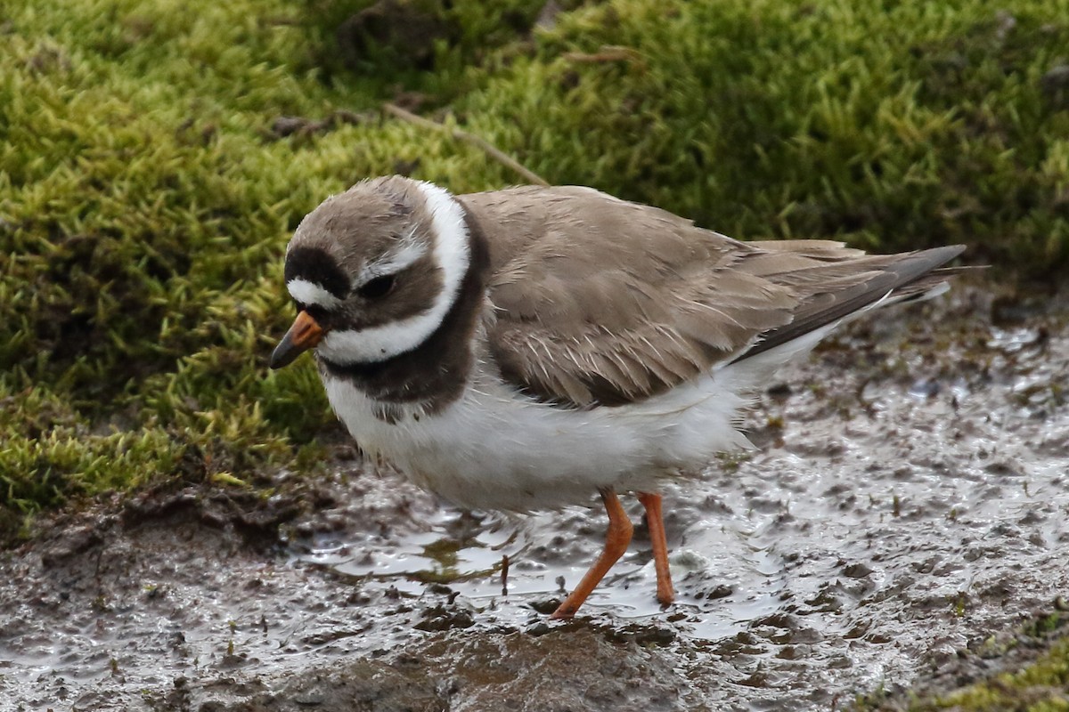 Common Ringed Plover - ML306405501
