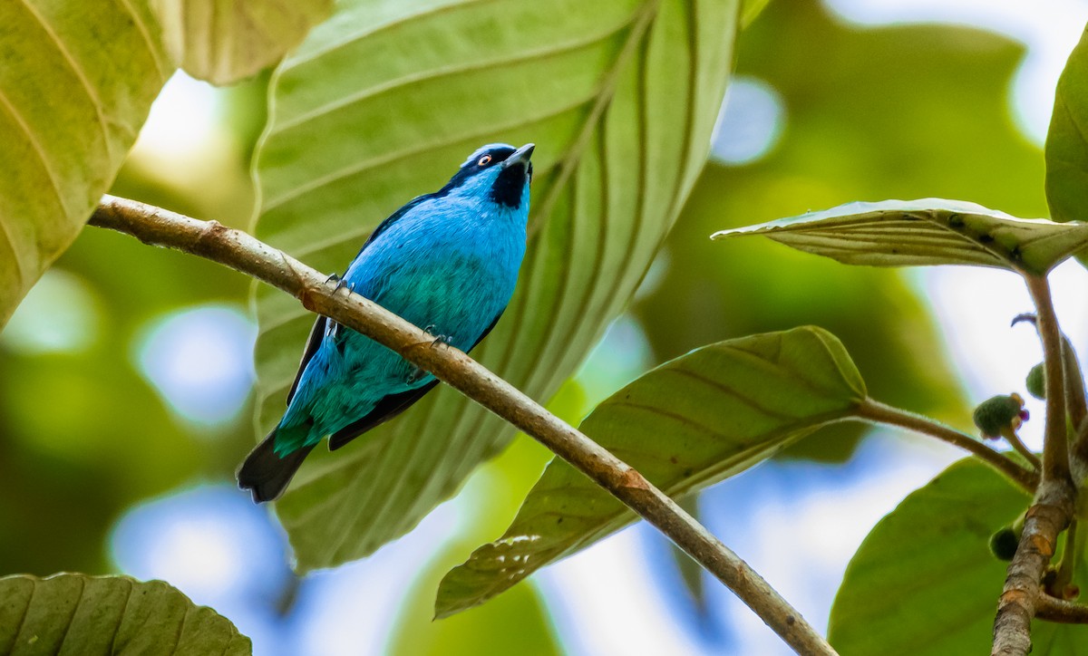 Turquoise Dacnis - ML306407341