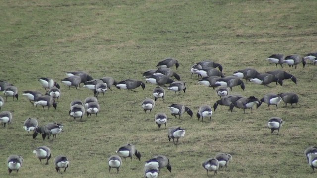 Brant - ML306408311