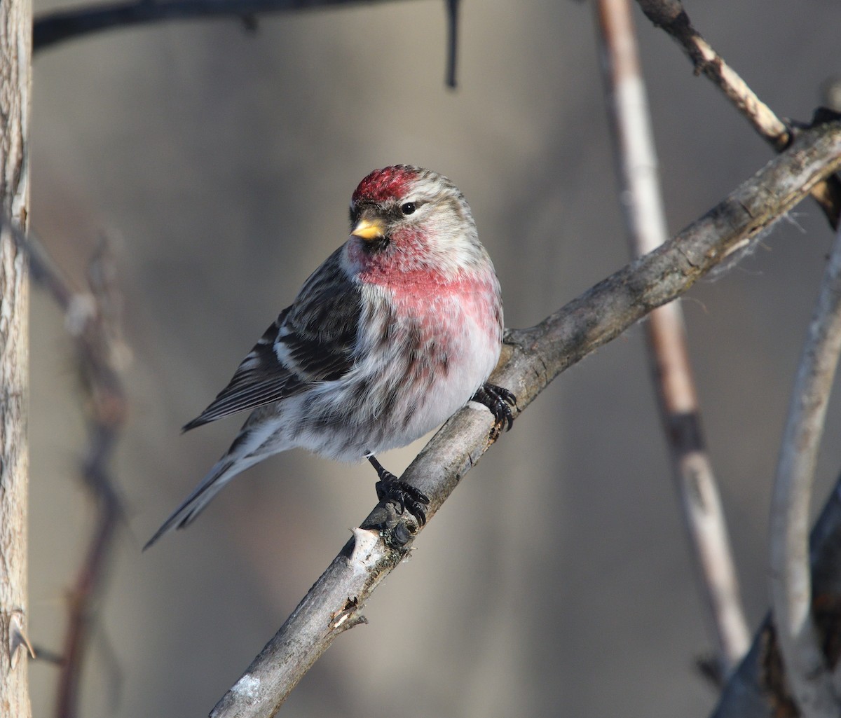 Common Redpoll - Louis Lemay