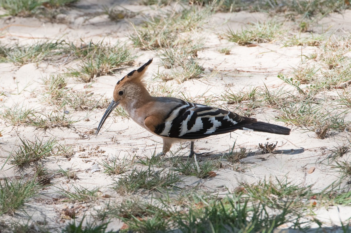 Madagascar Hoopoe - Ross Bartholomew