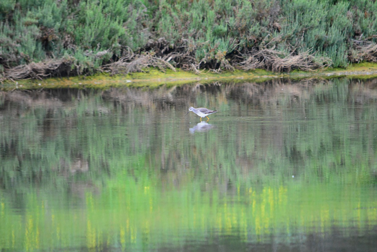 Lesser Yellowlegs - ML306412081