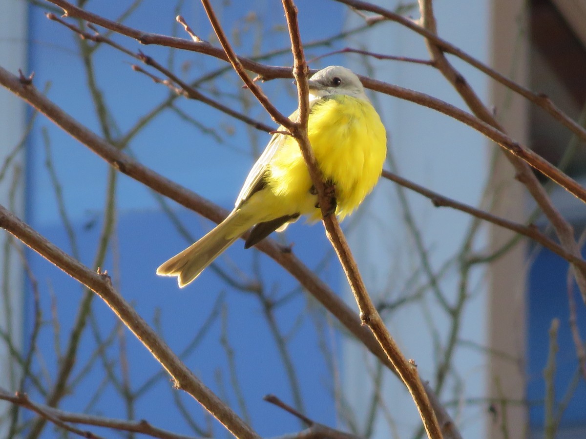 Couch's Kingbird - ML30641231