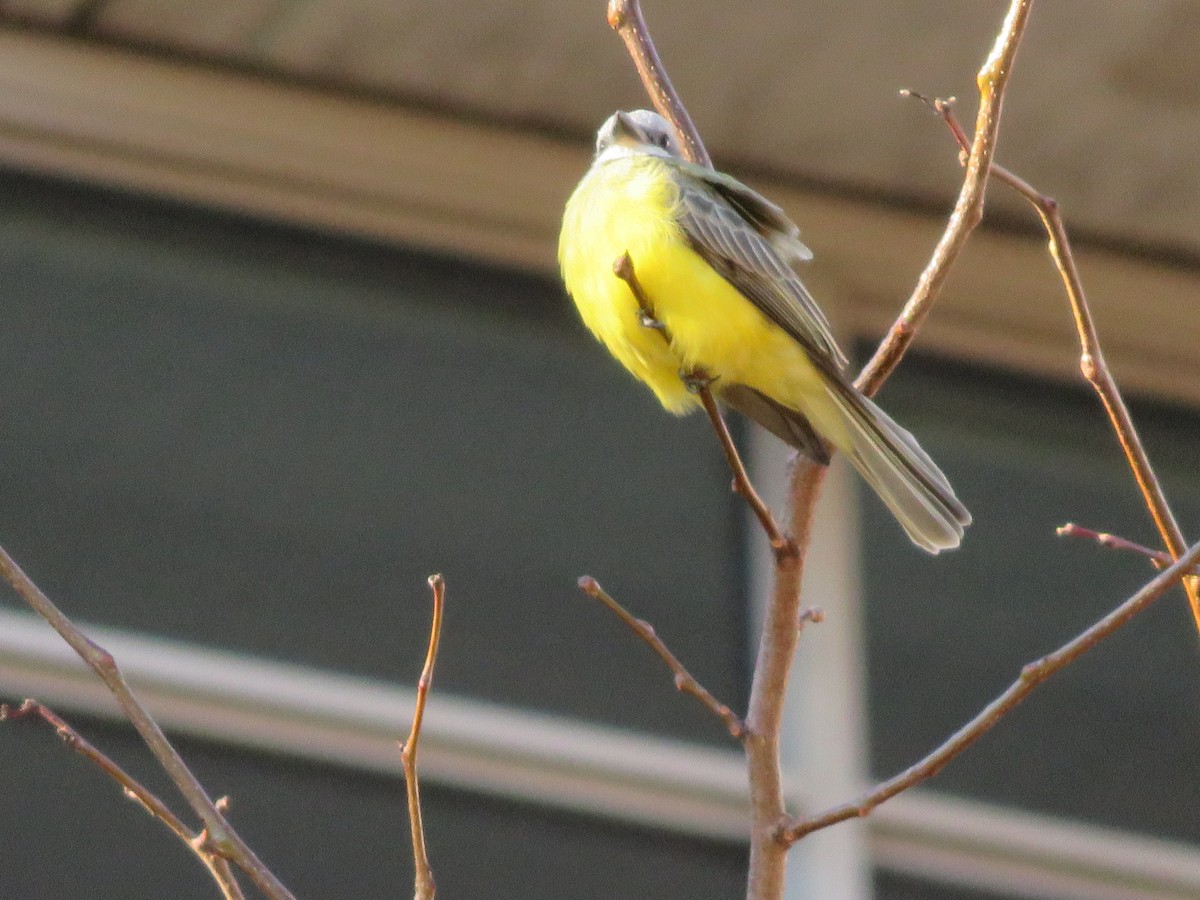 Couch's Kingbird - ML30641251