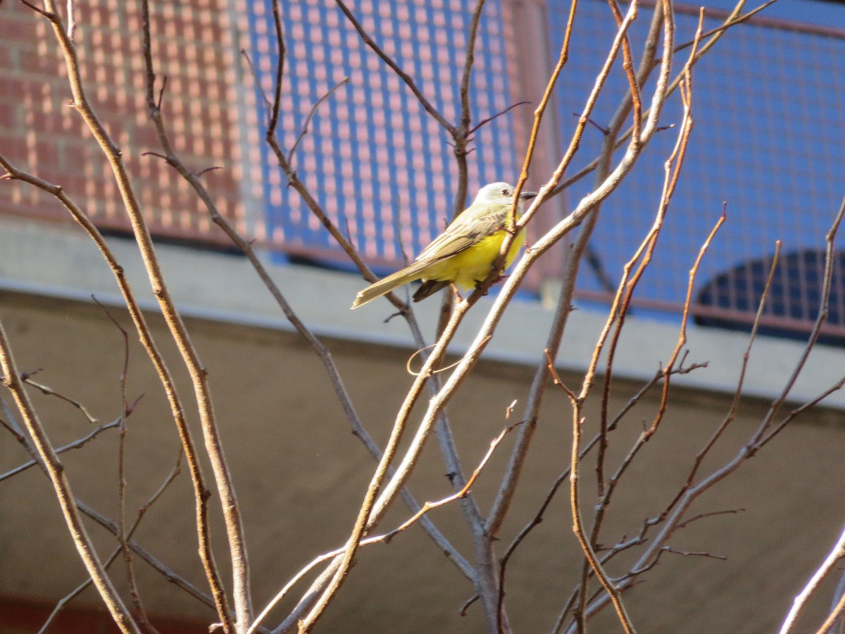 Couch's Kingbird - ML30641261