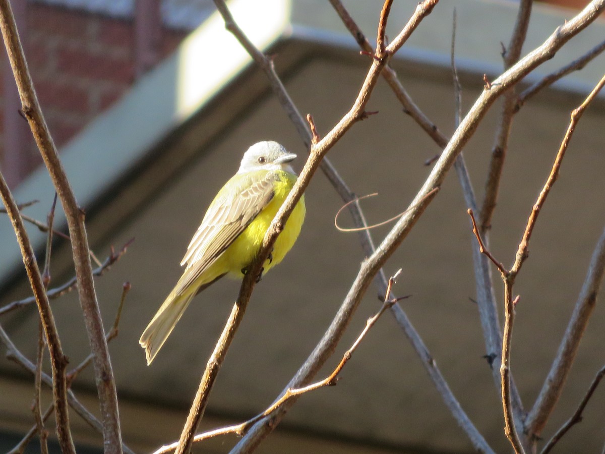 Couch's Kingbird - ML30641281