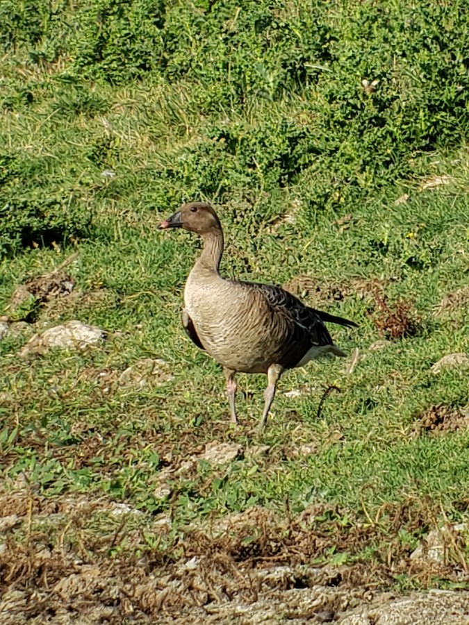 Pink-Footed Goose, Hickling Broad NNR