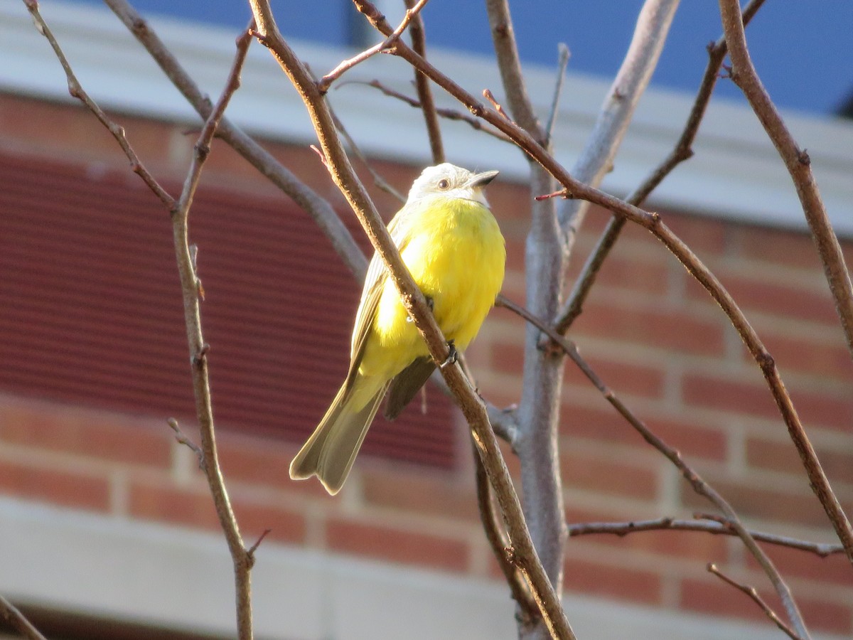 Couch's Kingbird - ML30641311