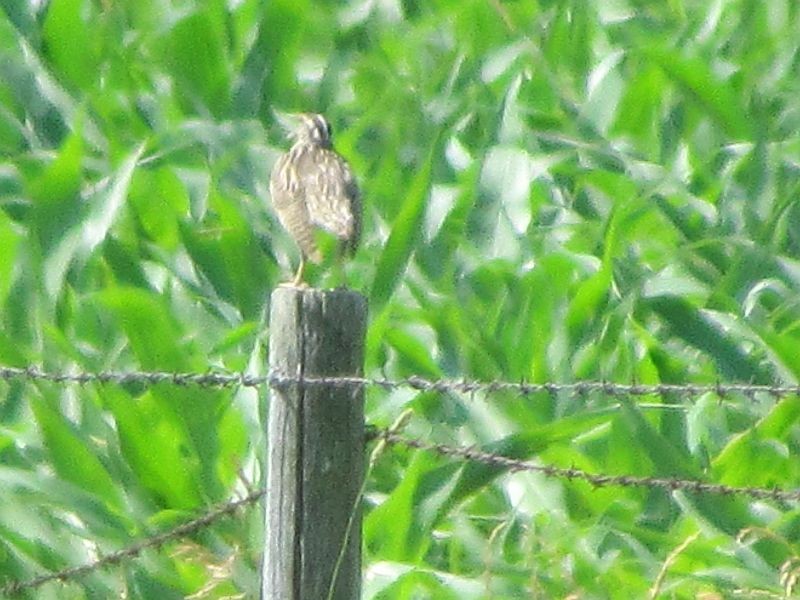 Western Meadowlark - ML30641441