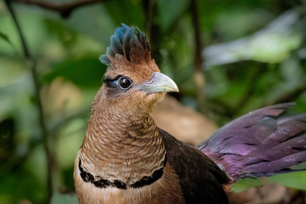 Rufous-vented Ground-Cuckoo - ML306414691