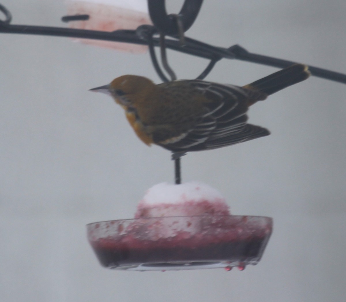 Baltimore Oriole - ML306415621