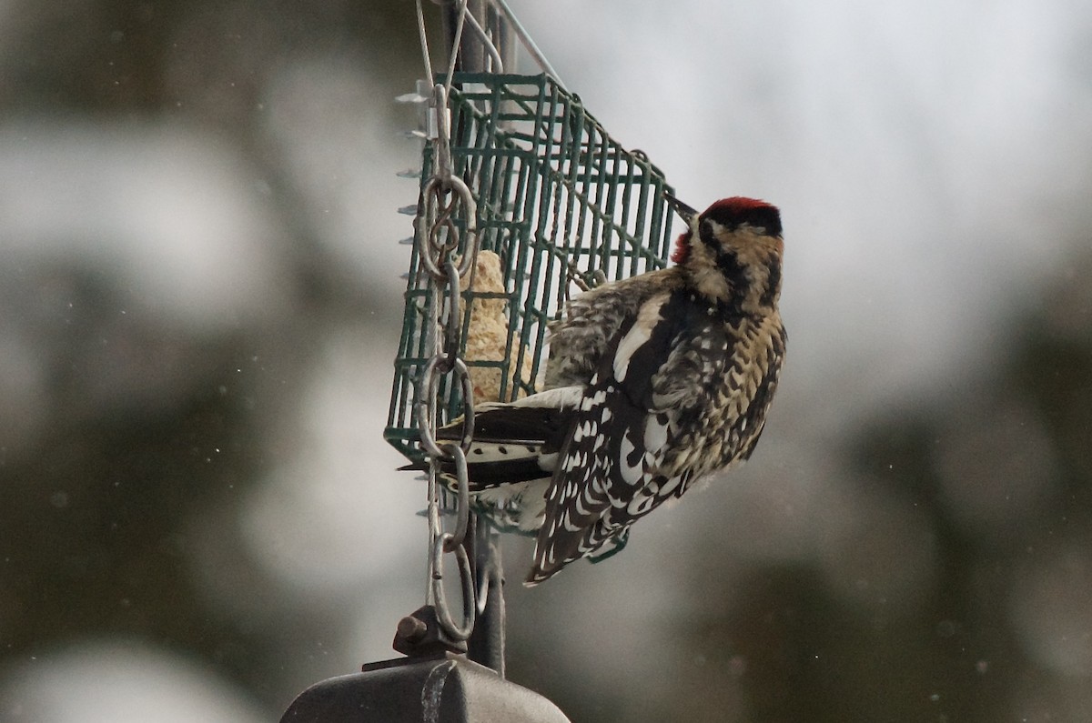 Yellow-bellied Sapsucker - ML306416721