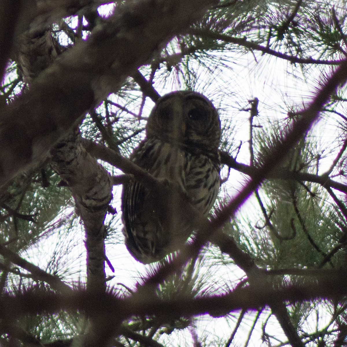 Barred Owl - ML306416741