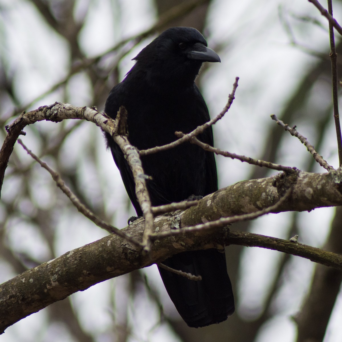 American Crow - ML306416921