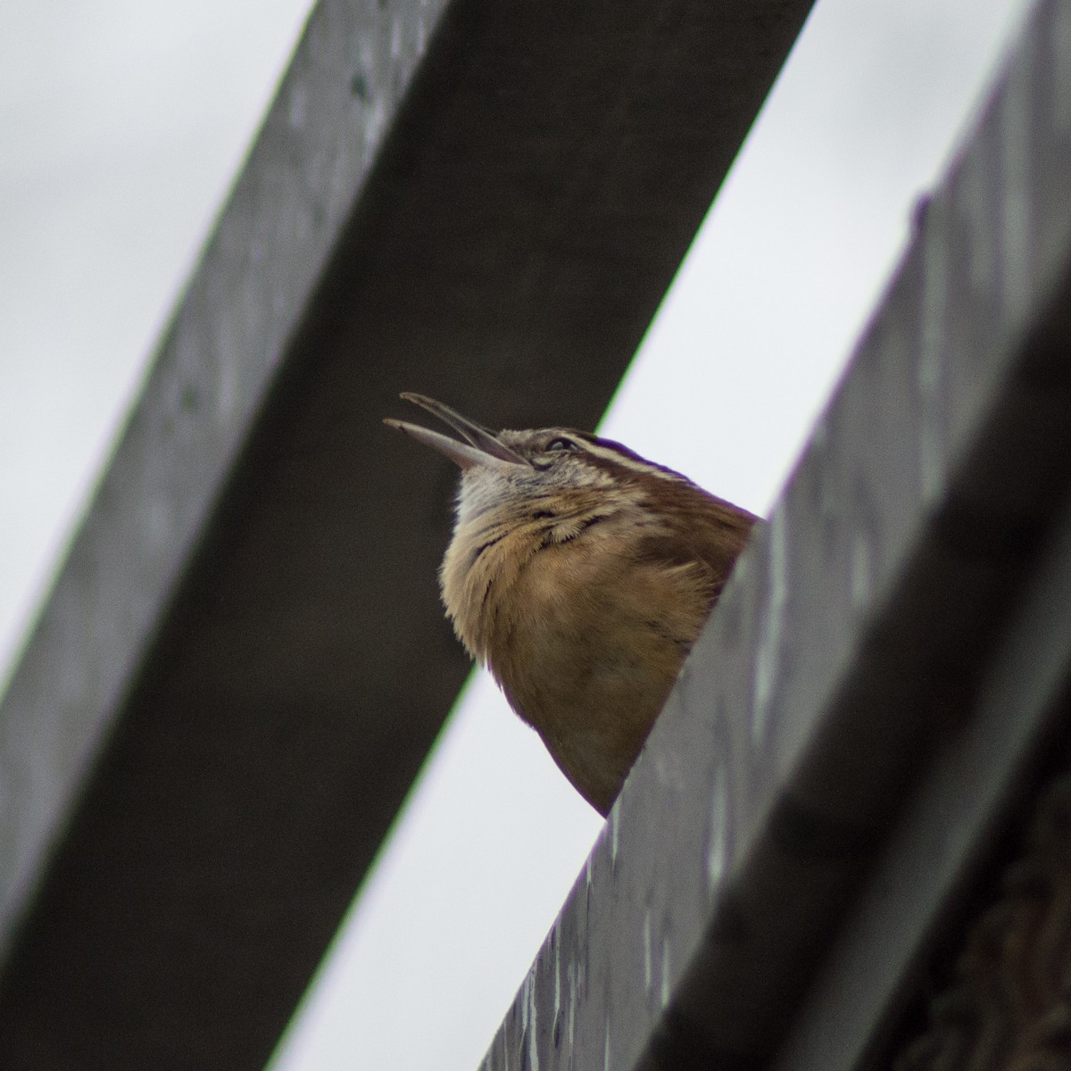Carolina Wren - ML306416981