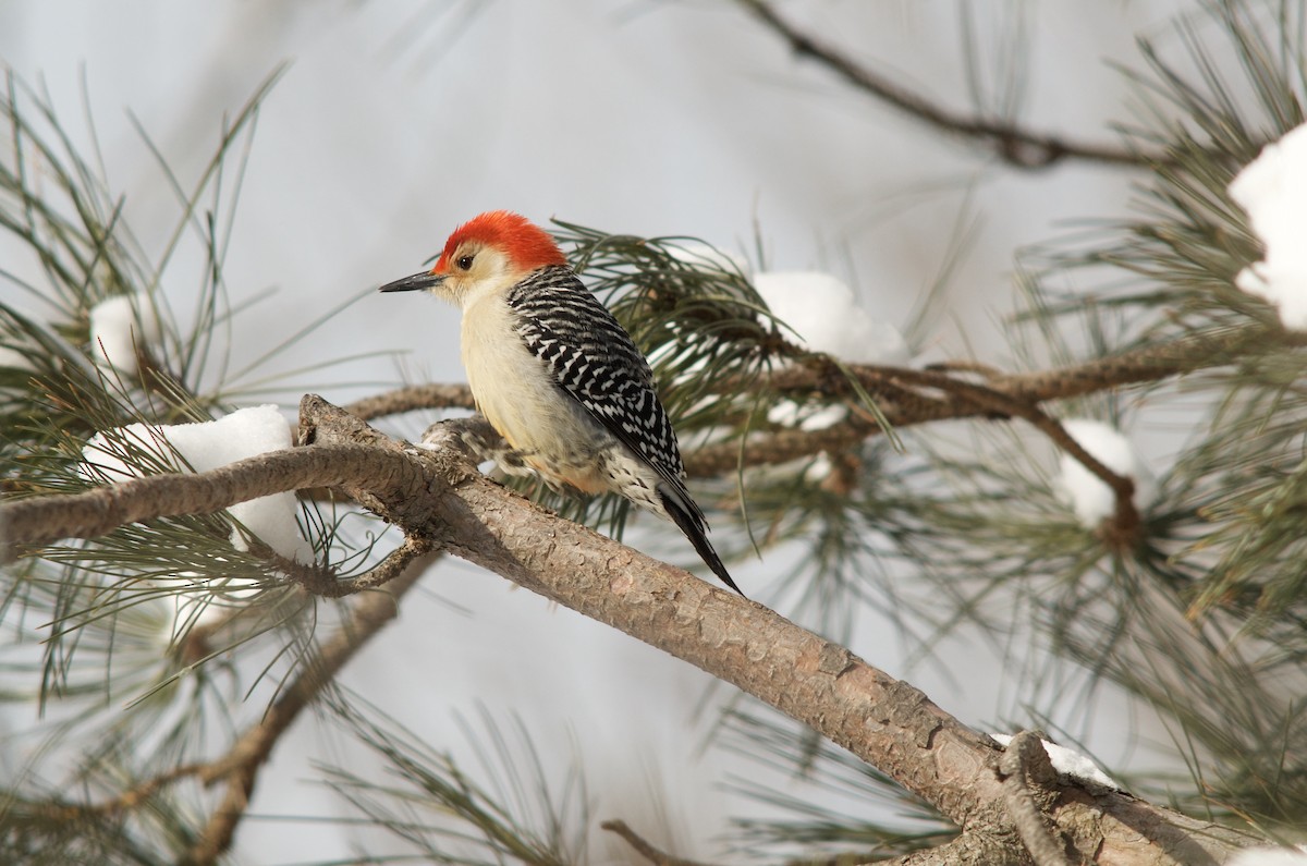 Red-bellied Woodpecker - Deane Atherton