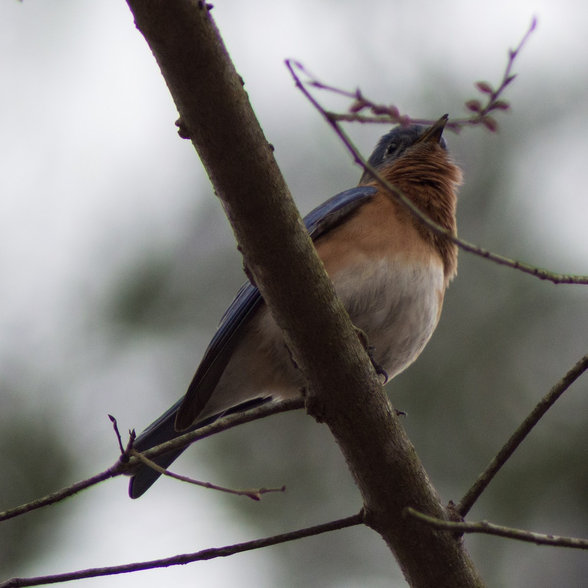 Eastern Bluebird - ML306417461