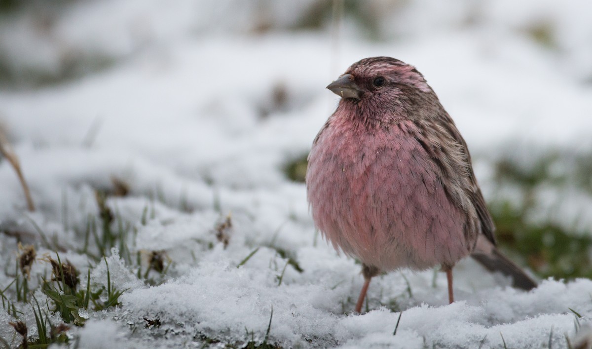 Pink-rumped Rosefinch - ML30641851